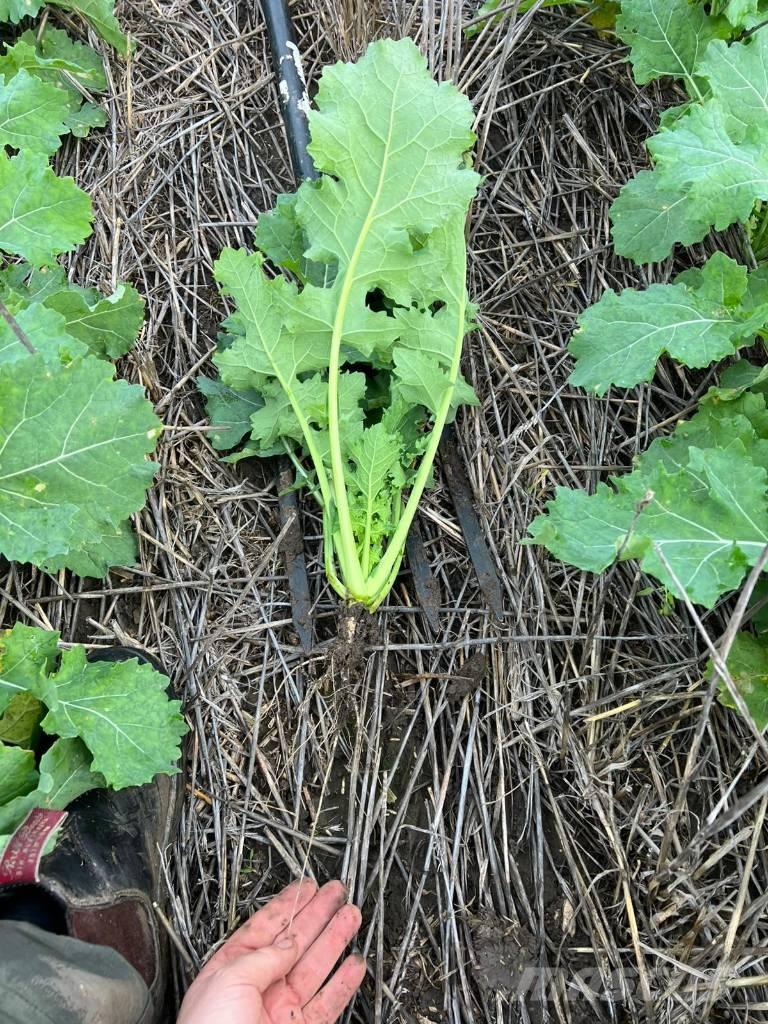 Horsch Focus 6 TD Sėjimo technika