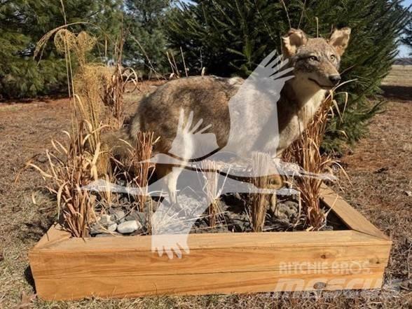 Coyote  Statyba - Kita