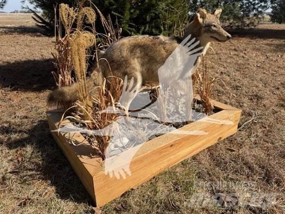 Coyote  Statyba - Kita