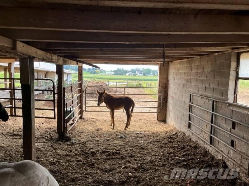  Mule Colt Kiti galvijų priežiūros įrengimai