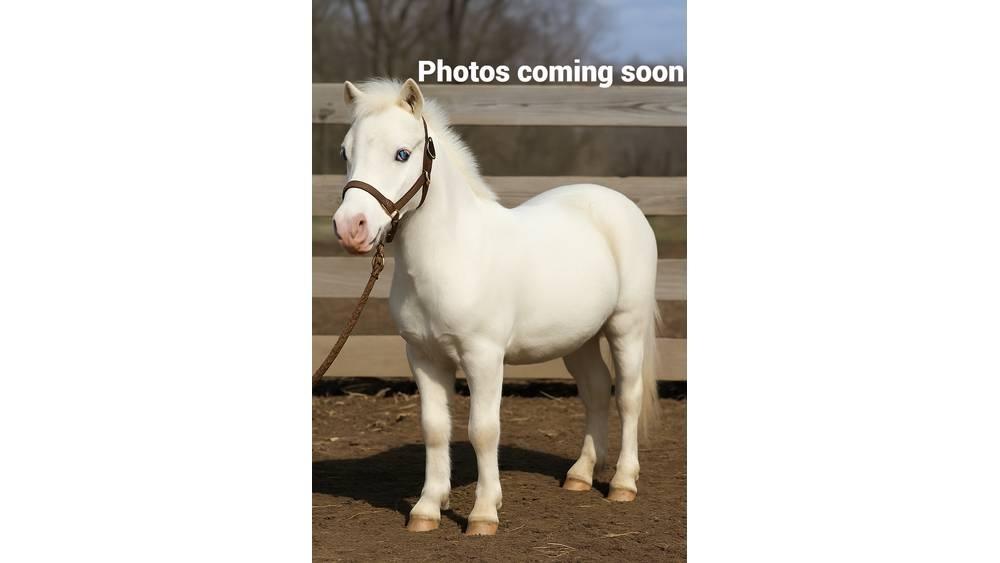 Pony 40" Melžimo įranga