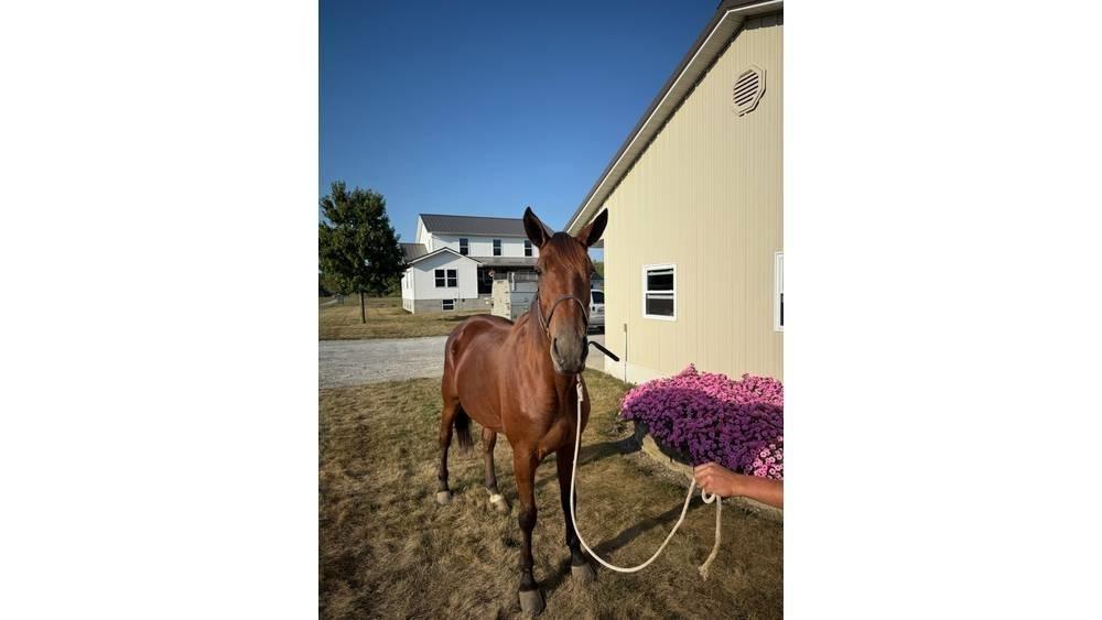  Horse Standardbred Kiti galvijų priežiūros įrengimai