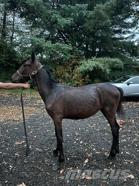  Horse Standardbred Kiti galvijų priežiūros įrengimai