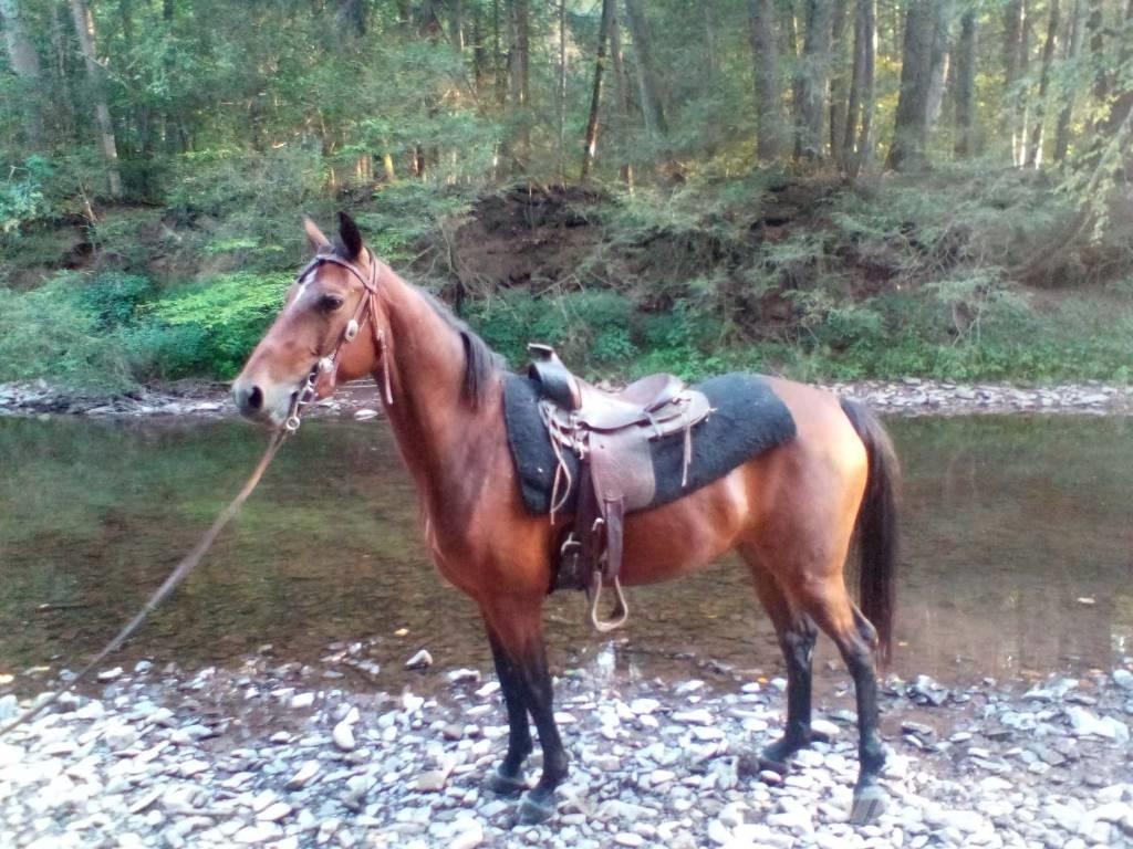 Morgan Mare Kiti galvijų priežiūros įrengimai
