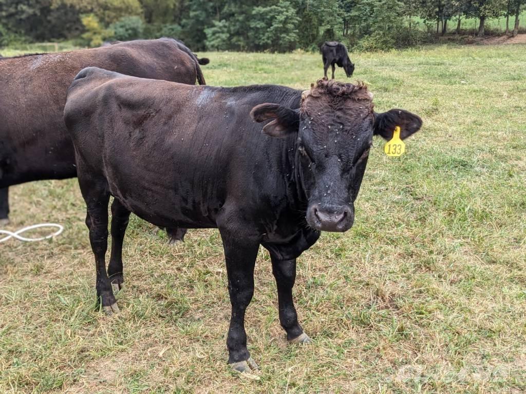 Bull (Organic Farm) Melžimo įranga