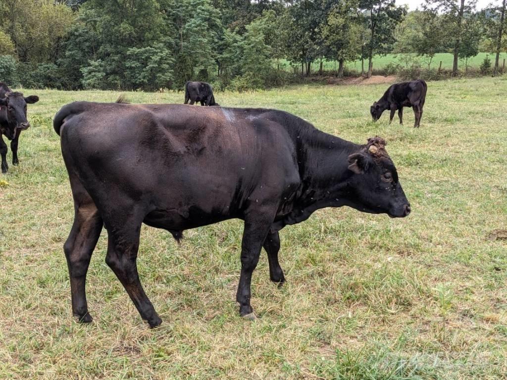 Bull (Organic Farm) Melžimo įranga