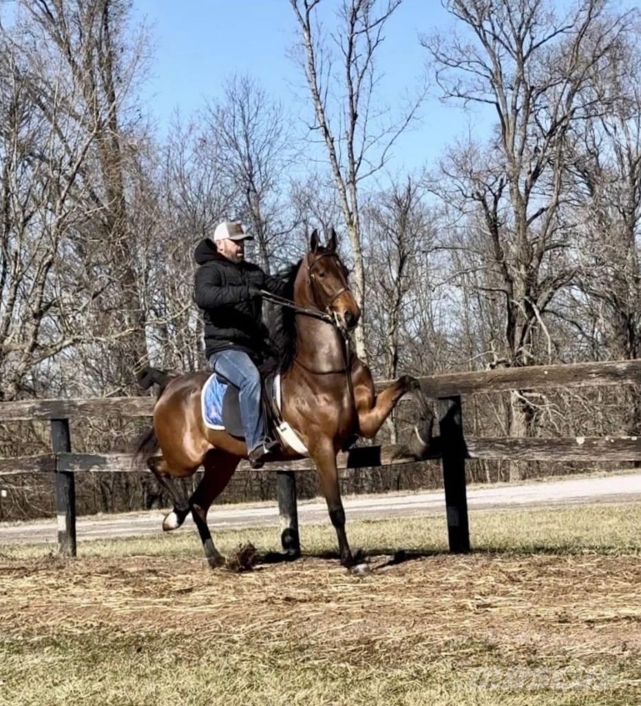  Horse Saddlebred Kiti galvijų priežiūros įrengimai