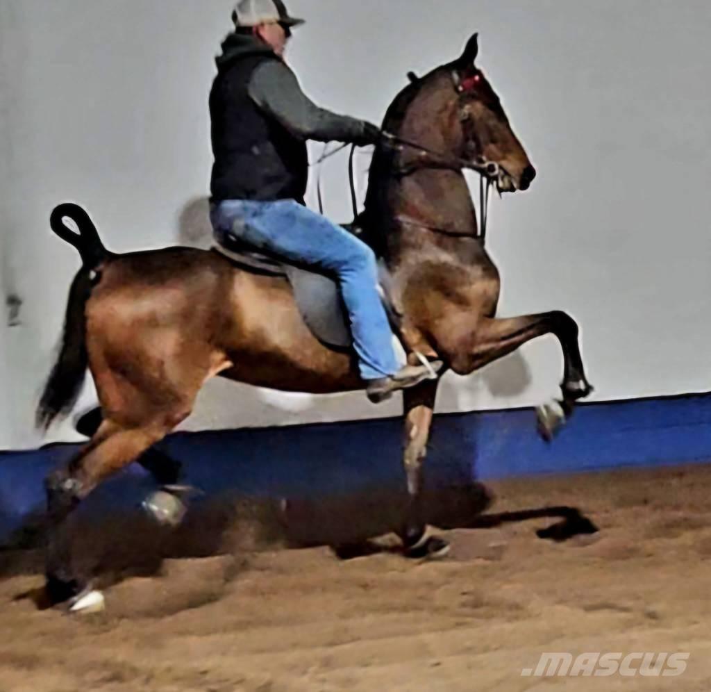  Horse Saddlebred Kiti galvijų priežiūros įrengimai