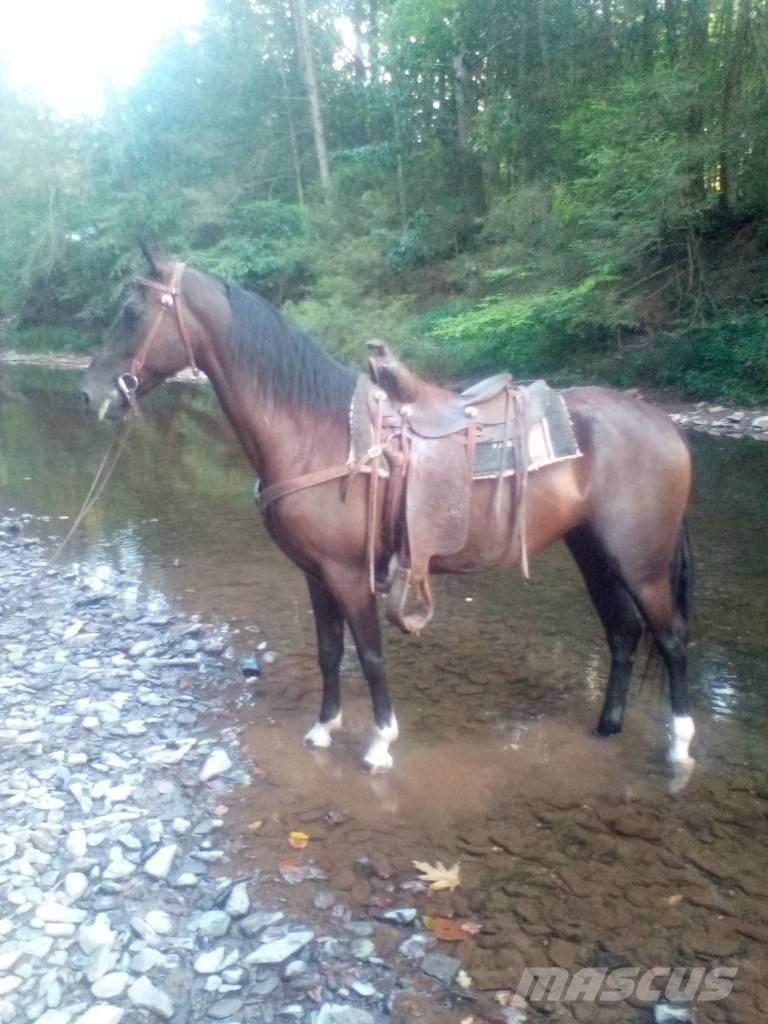  Horse Standaredbred Kiti galvijų priežiūros įrengimai