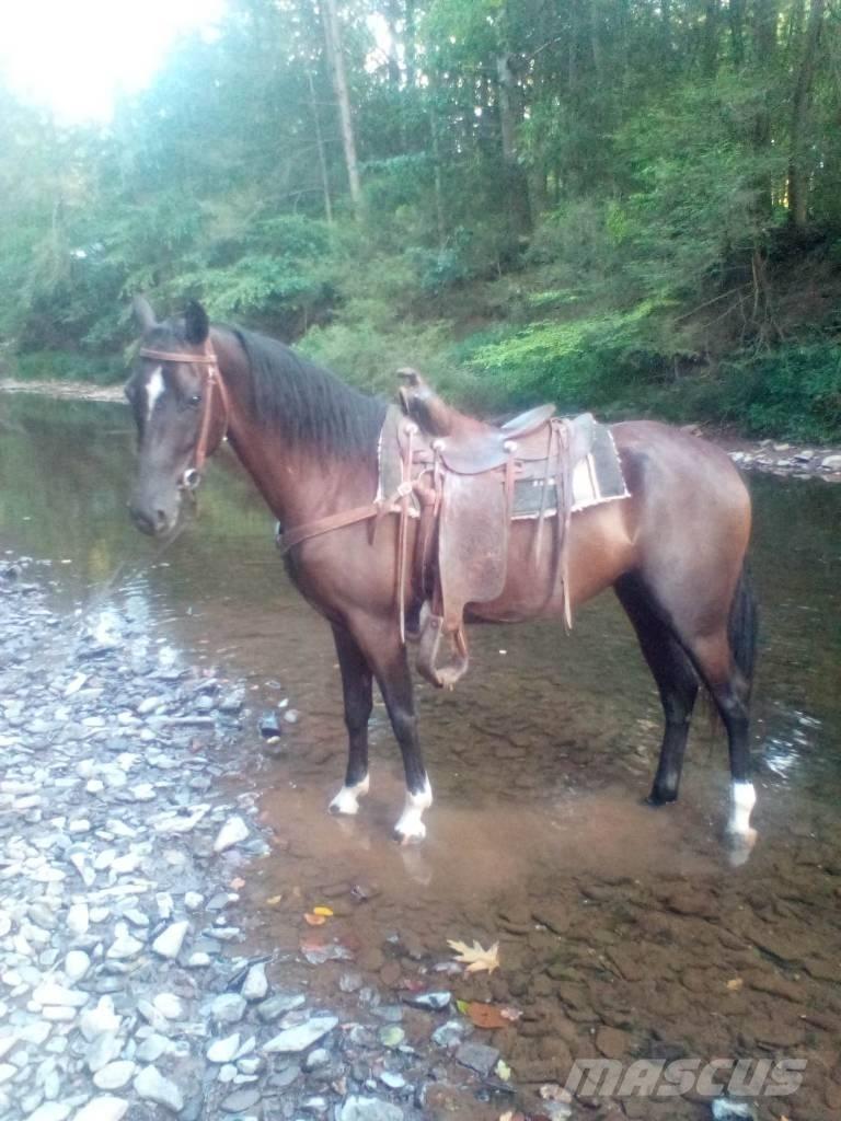  Horse Standaredbred Kiti galvijų priežiūros įrengimai