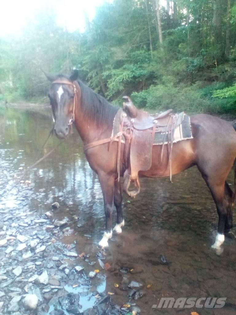  Horse Standaredbred Kiti galvijų priežiūros įrengimai