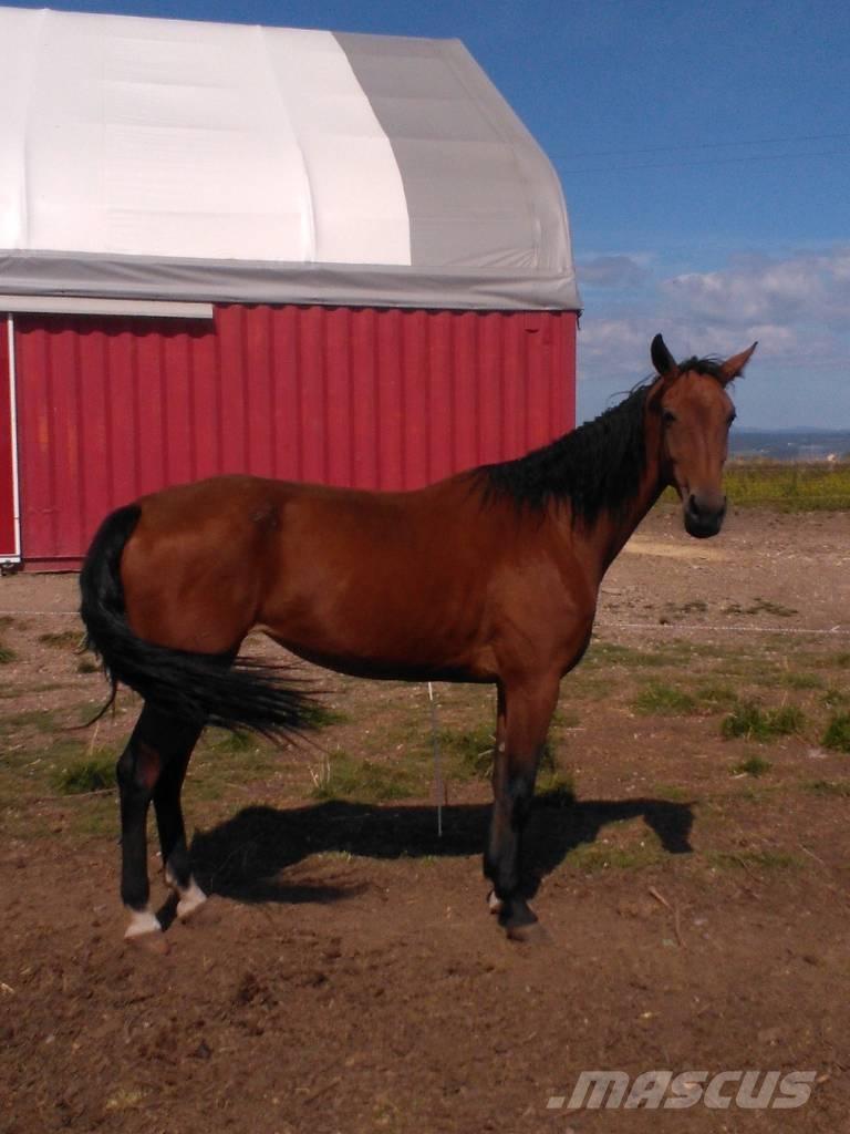  Horse Family Kiti galvijų priežiūros įrengimai