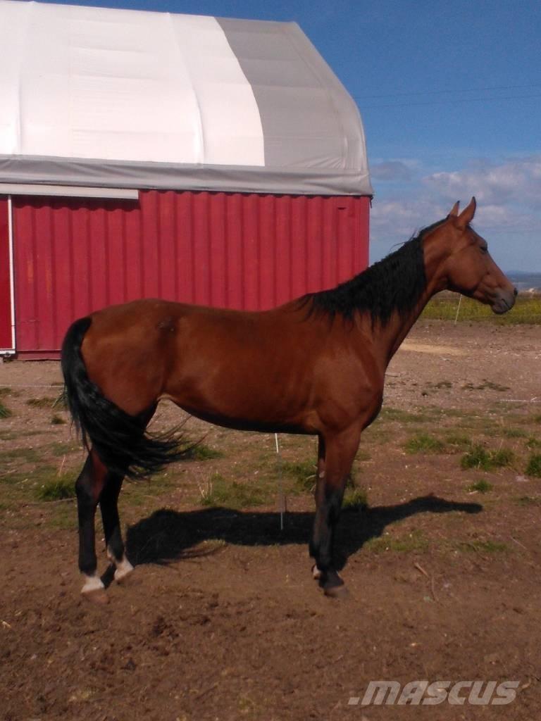  Horse Family Kiti galvijų priežiūros įrengimai