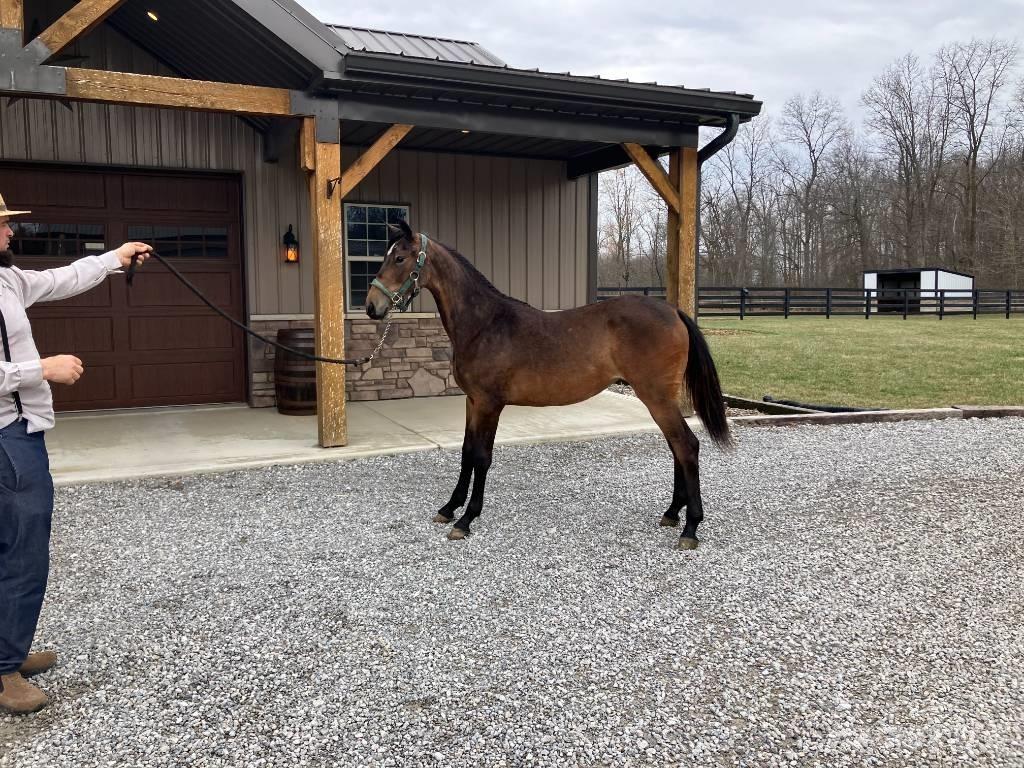 Morgan Filly Kiti naudoti traktorių priedai