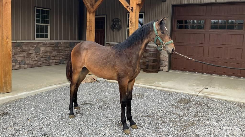 Morgan Filly Kiti naudoti traktorių priedai