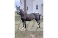  Horse Mare Kiti galvijų priežiūros įrengimai