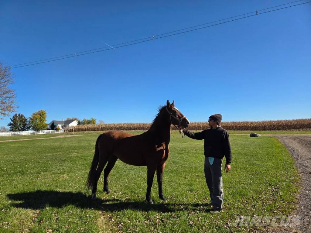  Horse Mare Kiti galvijų priežiūros įrengimai