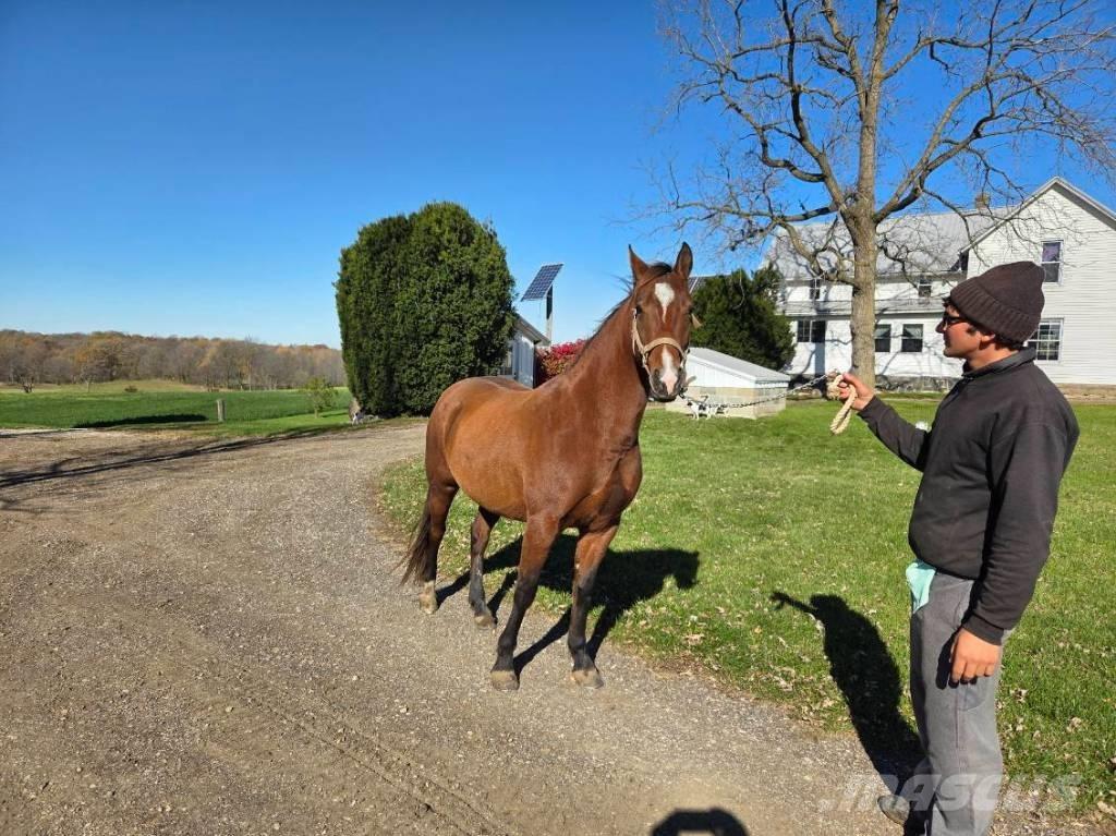  Horse Mare Kiti galvijų priežiūros įrengimai