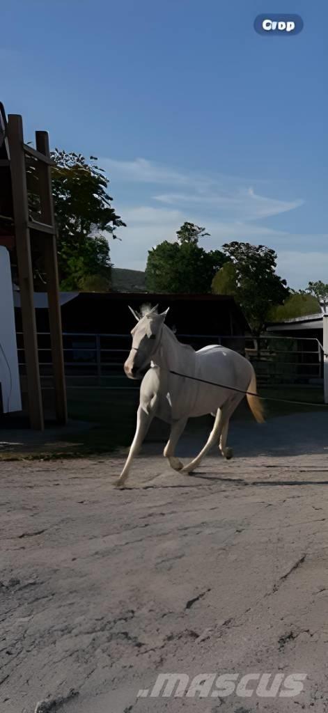  Horse Mare Kiti galvijų priežiūros įrengimai