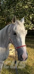  Horse Mare Kiti galvijų priežiūros įrengimai