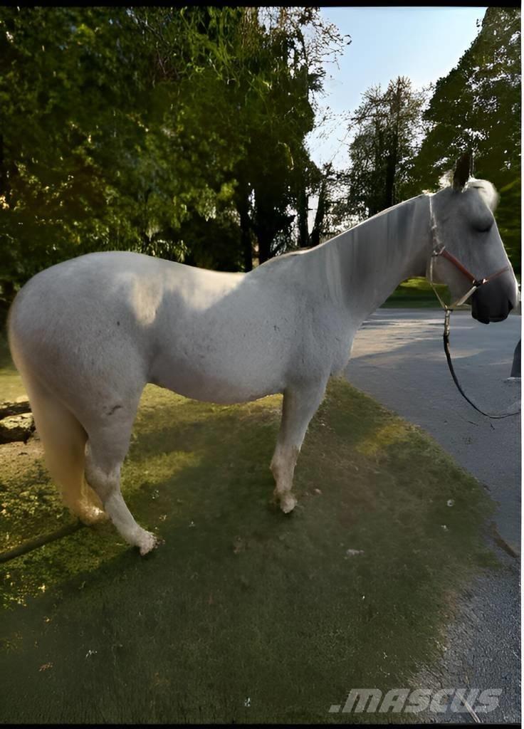  Horse Mare Kiti galvijų priežiūros įrengimai