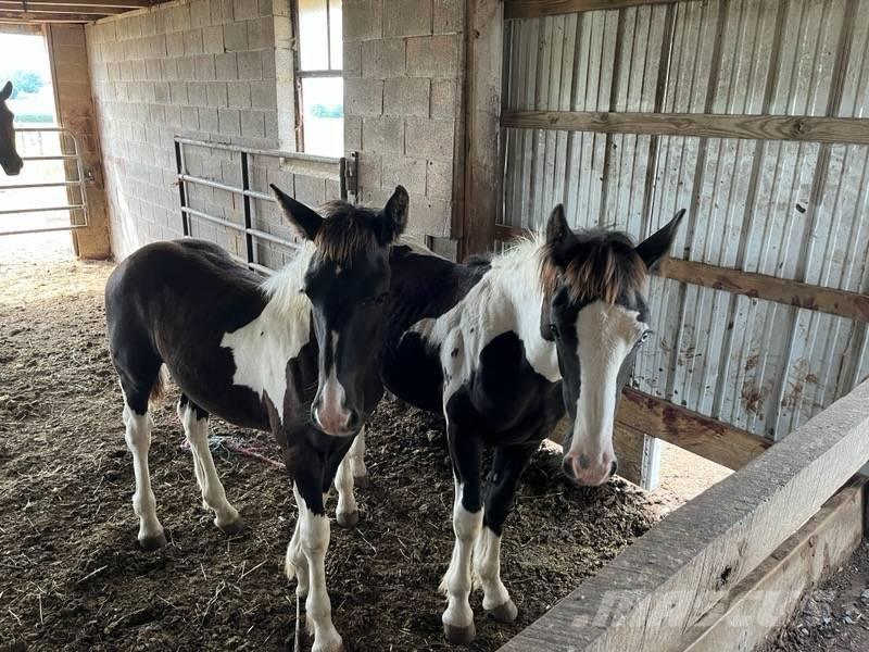  Horse Male Kiti galvijų priežiūros įrengimai