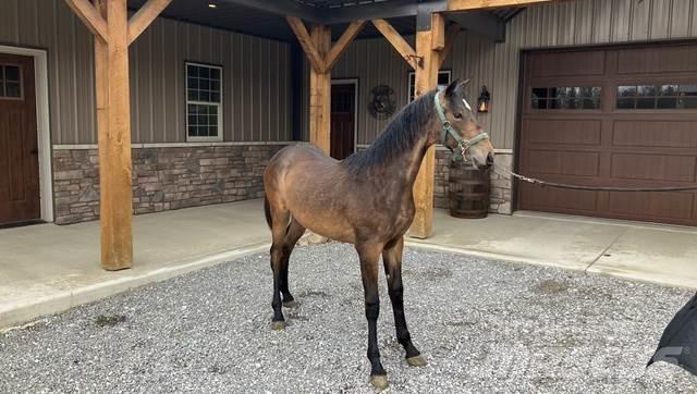 Morgan Filly Statyba - Kita