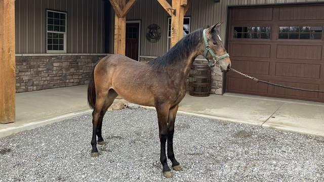 Morgan Filly Statyba - Kita