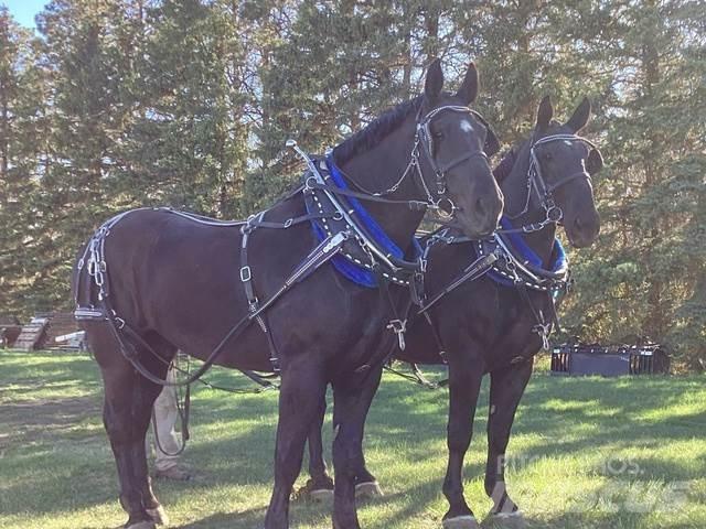  Percheron Team Statyba - Kita