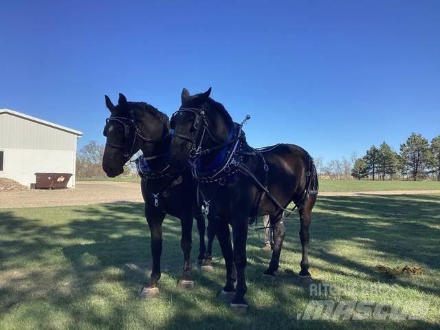  Percheron Team Statyba - Kita