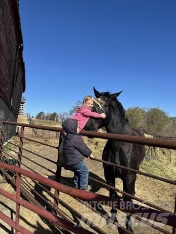 Percheron Team Statyba - Kita